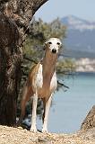 WHIPPET 050